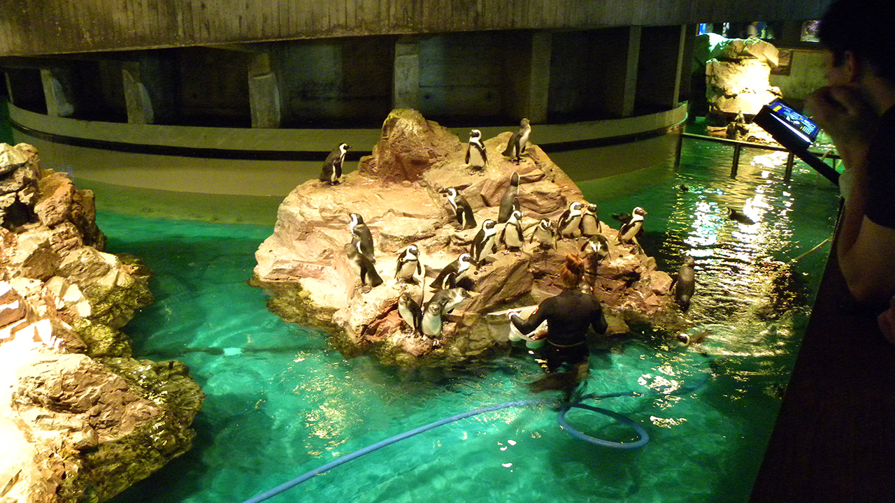 new-england-aquarium